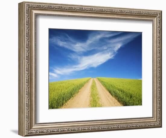 Country Back Road Through Spring Wheat Fields-Terry Eggers-Framed Photographic Print