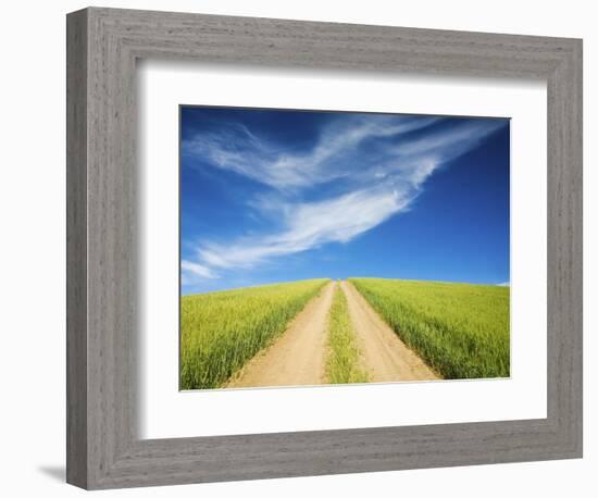 Country Back Road Through Spring Wheat Fields-Terry Eggers-Framed Photographic Print