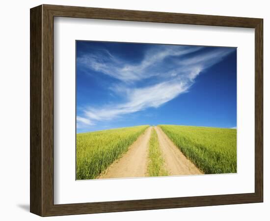 Country Back Road Through Spring Wheat Fields-Terry Eggers-Framed Photographic Print