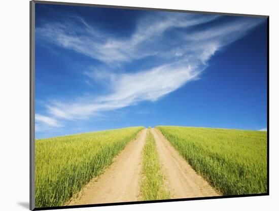 Country Back Road Through Spring Wheat Fields-Terry Eggers-Mounted Photographic Print