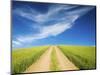 Country Back Road Through Spring Wheat Fields-Terry Eggers-Mounted Photographic Print