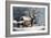 Country Cabin in an American Winter Scene-Currier & Ives-Framed Giclee Print