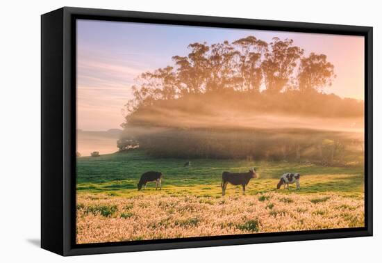 Country Farm and Morning Light, Rural Scene, Mist and Fog, Petaluma-Vincent James-Framed Premier Image Canvas