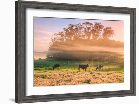 Country Farm and Morning Light, Rural Scene, Mist and Fog, Petaluma-Vincent James-Framed Photographic Print