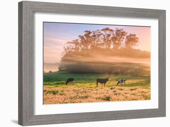 Country Farm and Morning Light, Rural Scene, Mist and Fog, Petaluma-Vincent James-Framed Photographic Print