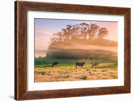 Country Farm and Morning Light, Rural Scene, Mist and Fog, Petaluma-Vincent James-Framed Photographic Print