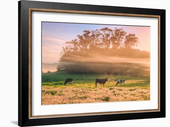 Country Farm and Morning Light, Rural Scene, Mist and Fog, Petaluma-Vincent James-Framed Photographic Print