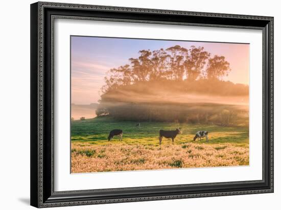 Country Farm and Morning Light, Rural Scene, Mist and Fog, Petaluma-Vincent James-Framed Photographic Print