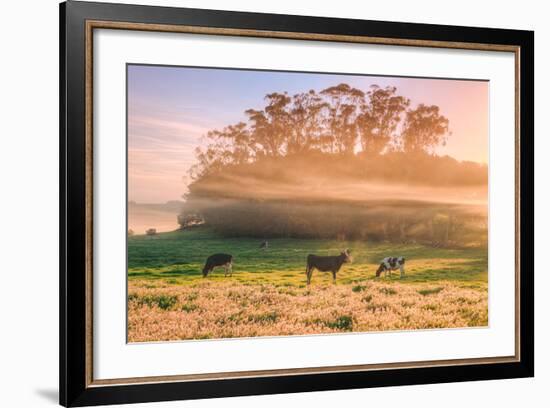 Country Farm and Morning Light, Rural Scene, Mist and Fog, Petaluma-Vincent James-Framed Premium Photographic Print