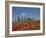 Country Home and Poppies, Near Pienza, Tuscany, Italy, Europe-Angelo Cavalli-Framed Photographic Print