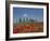 Country Home and Poppies, Near Pienza, Tuscany, Italy, Europe-Angelo Cavalli-Framed Photographic Print