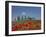 Country Home and Poppies, Near Pienza, Tuscany, Italy, Europe-Angelo Cavalli-Framed Photographic Print