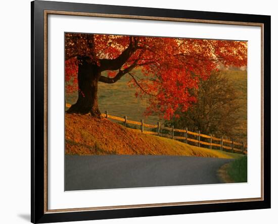Country Lane, Faquier County, Virginia, USA-Kenneth Garrett-Framed Photographic Print