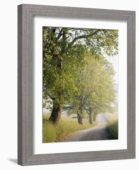 Country Lane, Great Smokey Mountains National Park, Tennessee, USA-Adam Jones-Framed Photographic Print