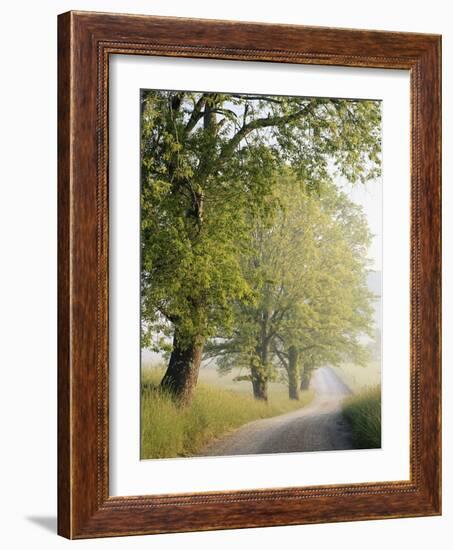 Country Lane, Great Smokey Mountains National Park, Tennessee, USA-Adam Jones-Framed Photographic Print