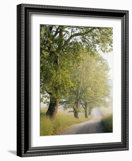 Country Lane, Great Smokey Mountains National Park, Tennessee, USA-Adam Jones-Framed Photographic Print