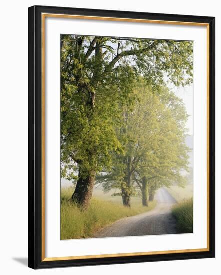 Country Lane, Great Smokey Mountains National Park, Tennessee, USA-Adam Jones-Framed Photographic Print