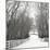 Country Lane in Winter-Nicholas Bell-Mounted Photographic Print
