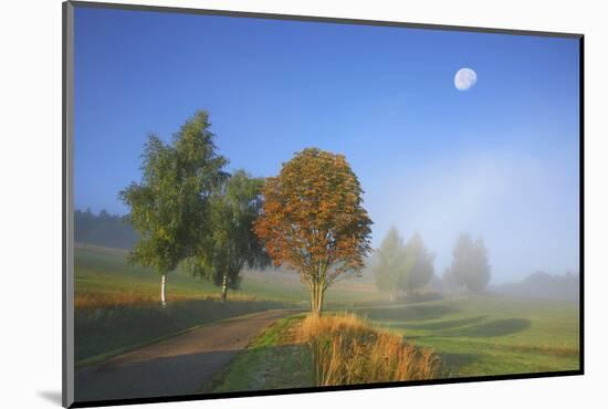 Country Lane Through the Meadows of the Eastern Rhšn Near Breitungen, Fog, Decreasing Moon-Uwe Steffens-Mounted Photographic Print