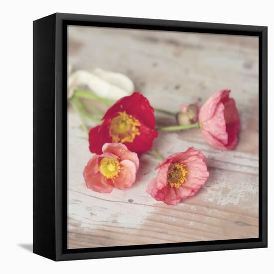 Country Poppies-Mandy Lynne-Framed Stretched Canvas