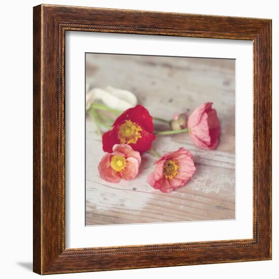 Country Poppies-Mandy Lynne-Framed Art Print