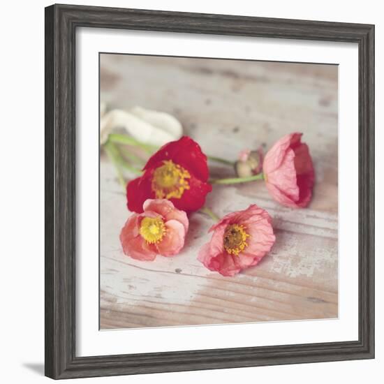 Country Poppies-Mandy Lynne-Framed Art Print