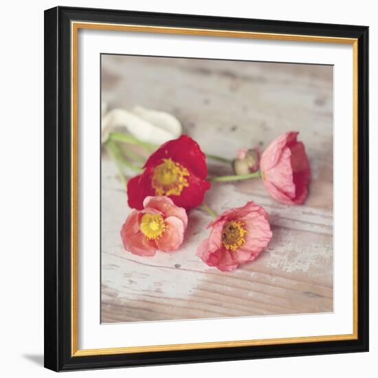 Country Poppies-Mandy Lynne-Framed Art Print