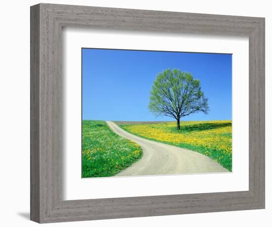 Country road and tree, spring-Herbert Kehrer-Framed Photographic Print