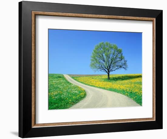 Country road and tree, spring-Herbert Kehrer-Framed Photographic Print