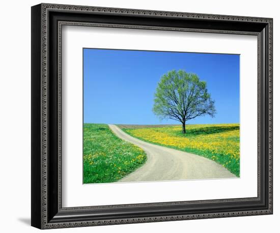 Country road and tree, spring-Herbert Kehrer-Framed Photographic Print