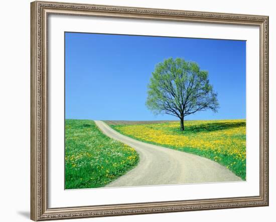 Country road and tree, spring-Herbert Kehrer-Framed Photographic Print