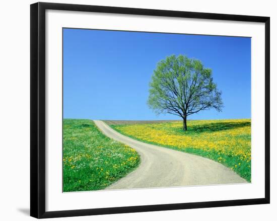 Country road and tree, spring-Herbert Kehrer-Framed Photographic Print