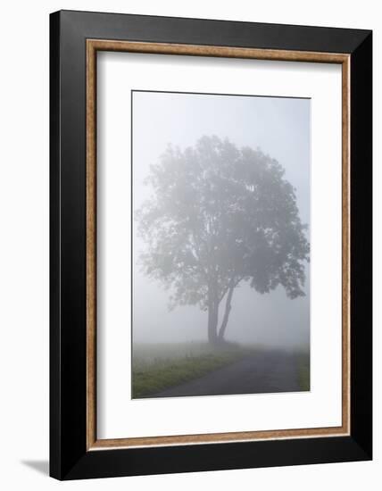 Country Road, Broad-Leaved Tree, Fog, Morning-Chris Seba-Framed Photographic Print