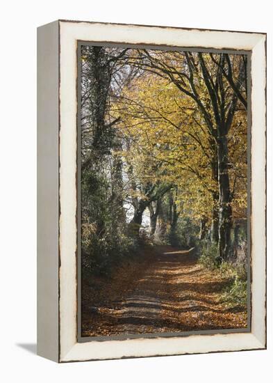 Country Road in Autumn, Hanson, Kornelimunster, Nordrhein-Westfalen, Germany-Florian Monheim-Framed Premier Image Canvas