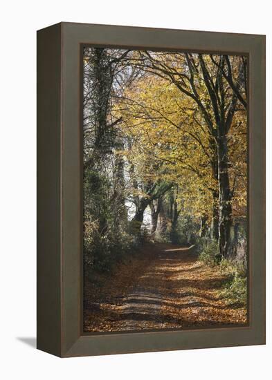 Country Road in Autumn, Hanson, Kornelimunster, Nordrhein-Westfalen, Germany-Florian Monheim-Framed Premier Image Canvas