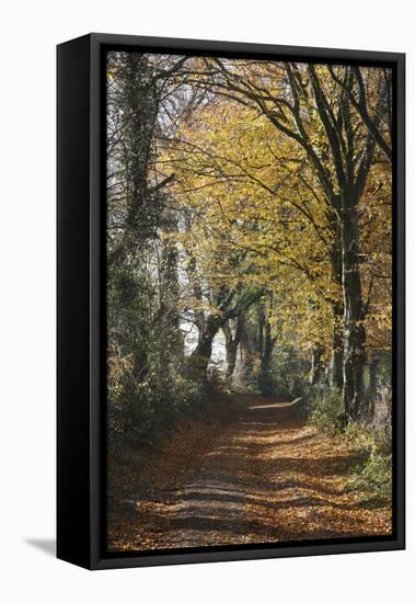 Country Road in Autumn, Hanson, Kornelimunster, Nordrhein-Westfalen, Germany-Florian Monheim-Framed Premier Image Canvas