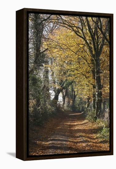 Country Road in Autumn, Hanson, Kornelimunster, Nordrhein-Westfalen, Germany-Florian Monheim-Framed Premier Image Canvas