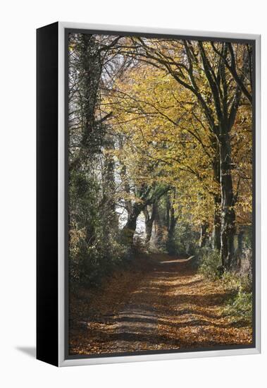 Country Road in Autumn, Hanson, Kornelimunster, Nordrhein-Westfalen, Germany-Florian Monheim-Framed Premier Image Canvas