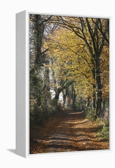 Country Road in Autumn, Hanson, Kornelimunster, Nordrhein-Westfalen, Germany-Florian Monheim-Framed Premier Image Canvas