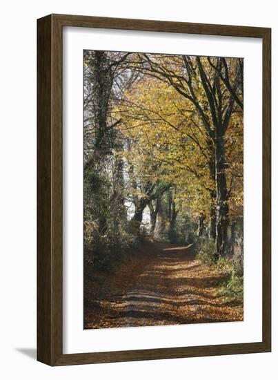 Country Road in Autumn, Hanson, Kornelimunster, Nordrhein-Westfalen, Germany-Florian Monheim-Framed Photographic Print