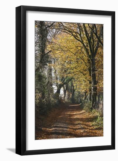 Country Road in Autumn, Hanson, Kornelimunster, Nordrhein-Westfalen, Germany-Florian Monheim-Framed Photographic Print