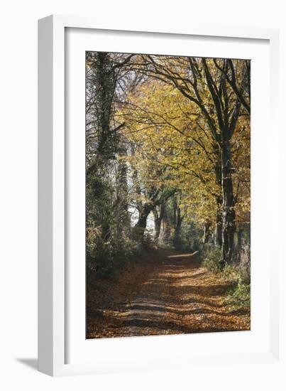 Country Road in Autumn, Hanson, Kornelimunster, Nordrhein-Westfalen, Germany-Florian Monheim-Framed Photographic Print