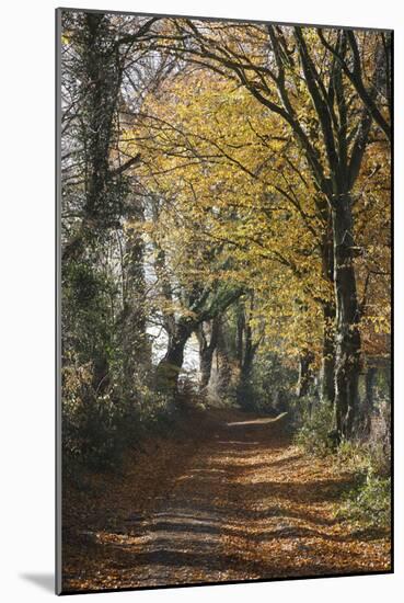 Country Road in Autumn, Hanson, Kornelimunster, Nordrhein-Westfalen, Germany-Florian Monheim-Mounted Photographic Print