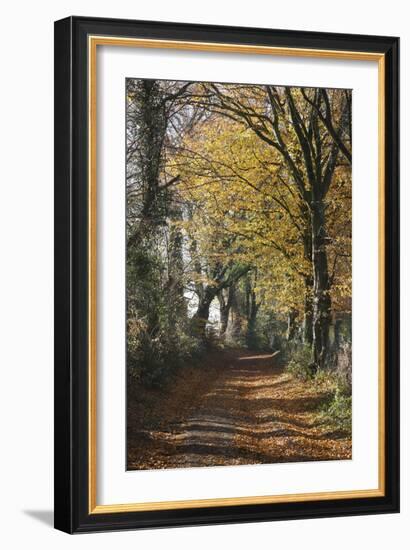 Country Road in Autumn, Hanson, Kornelimunster, Nordrhein-Westfalen, Germany-Florian Monheim-Framed Photographic Print