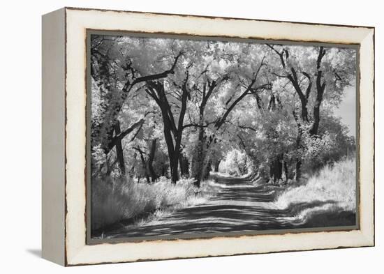 Country Road in Kansas, infrared photo-Michael Scheufler-Framed Premier Image Canvas