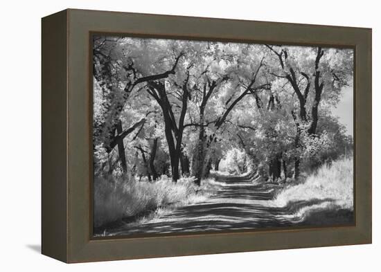 Country Road in Kansas, infrared photo-Michael Scheufler-Framed Premier Image Canvas