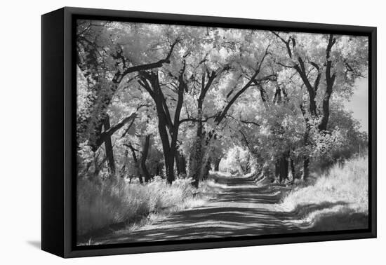 Country Road in Kansas, infrared photo-Michael Scheufler-Framed Premier Image Canvas