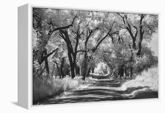 Country Road in Kansas, infrared photo-Michael Scheufler-Framed Premier Image Canvas