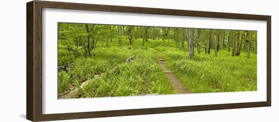 Country Road Panorama VI-James McLoughlin-Framed Photographic Print