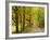 Country Road Passing by Autumn Trees, New England, USA-Walter Bibikow-Framed Photographic Print